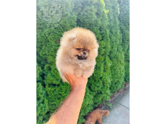 Pomeranians κορυφαίας ποιότητας